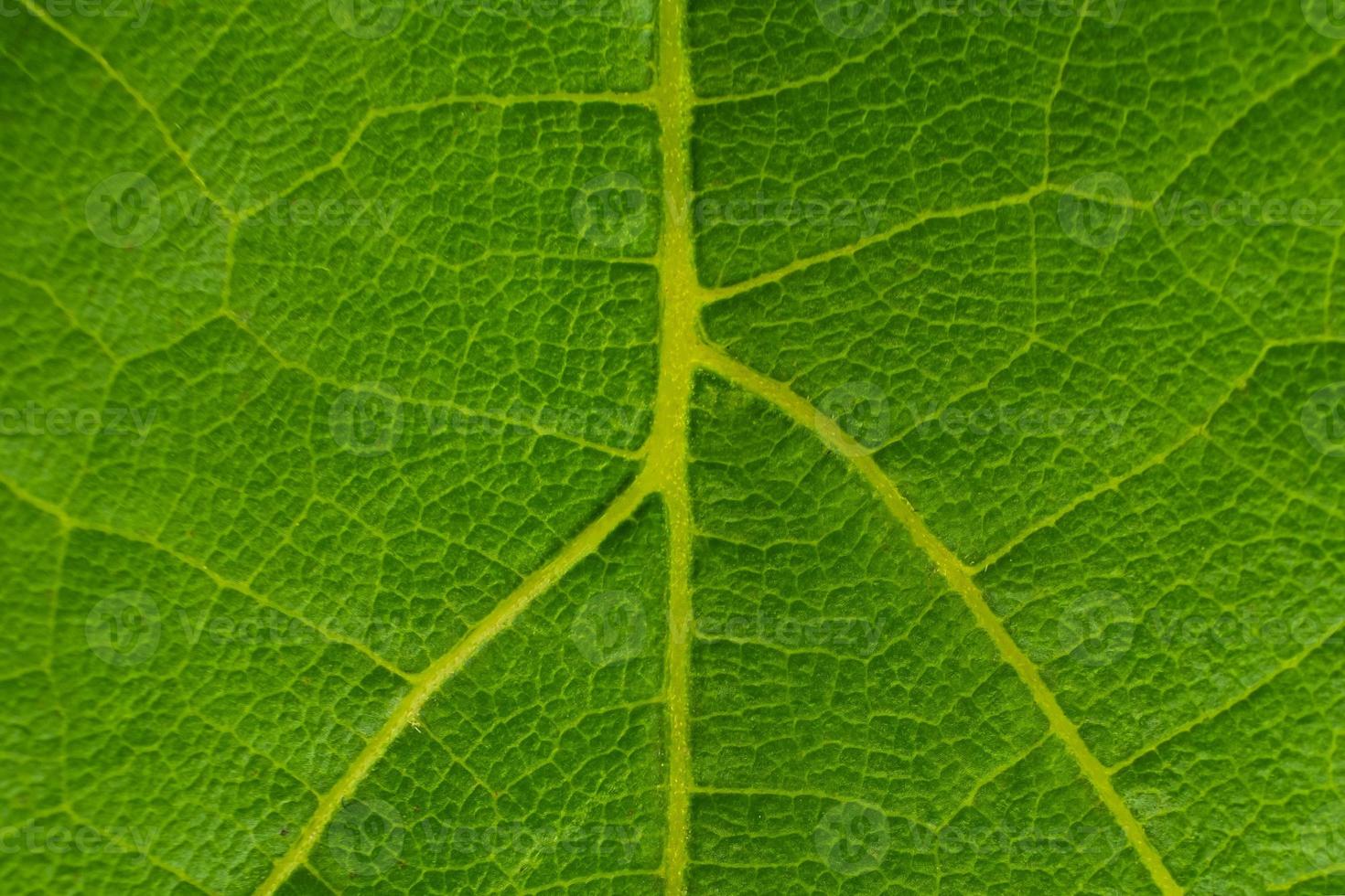 Texture of green grape leaf macro background photo
