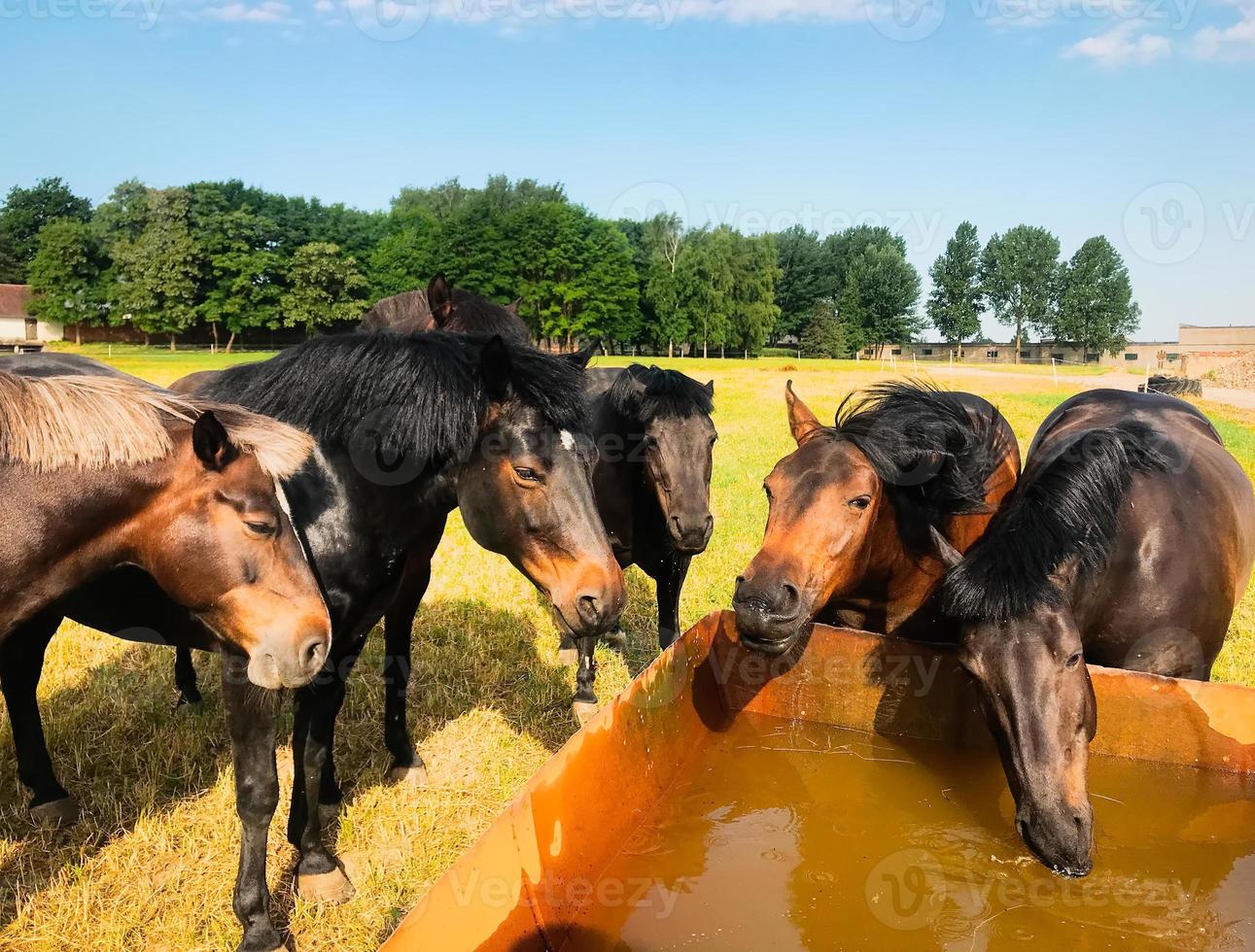 Close up rare horses i photo