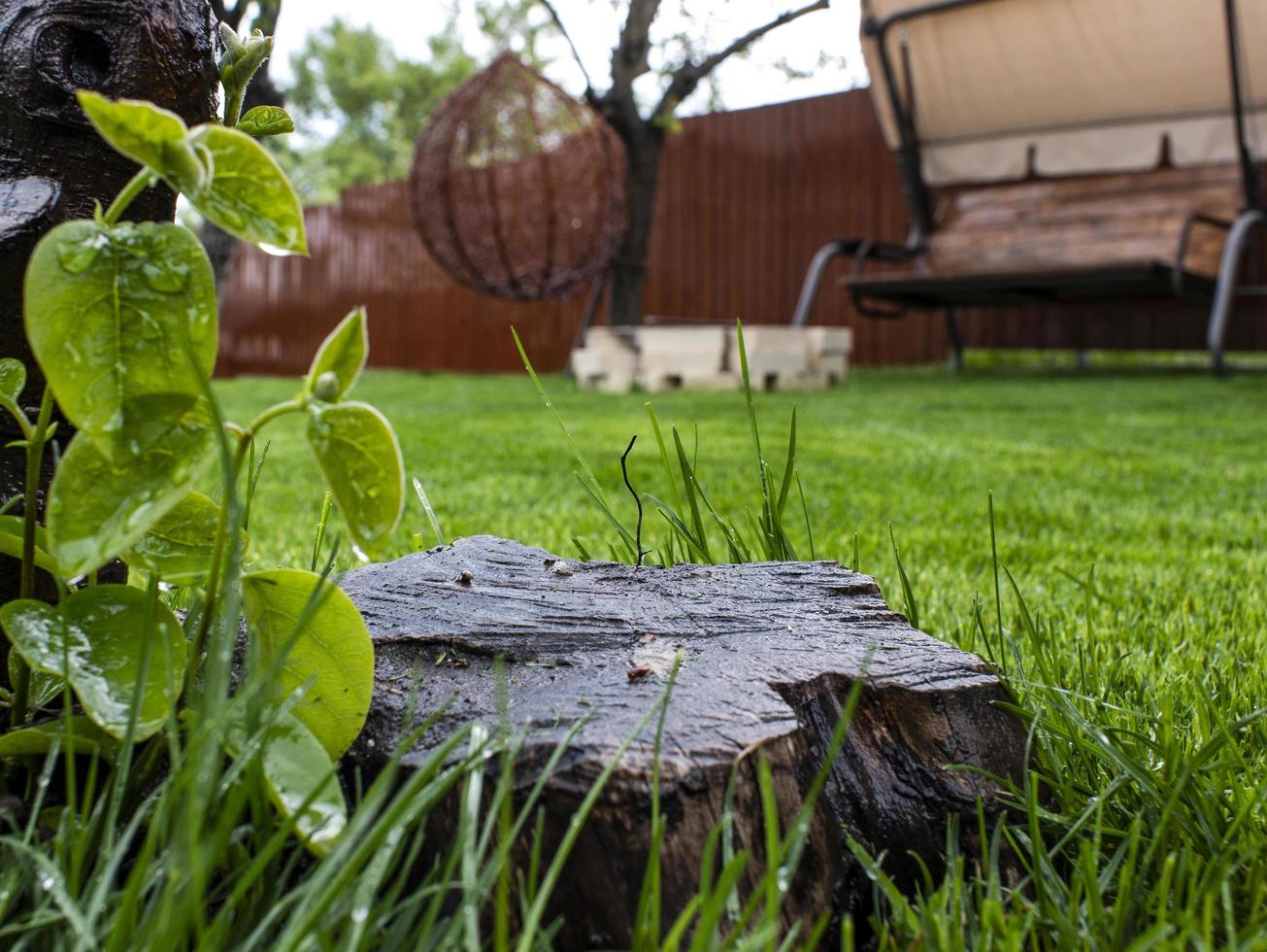 pasto verde y tocón de madera en el patio foto