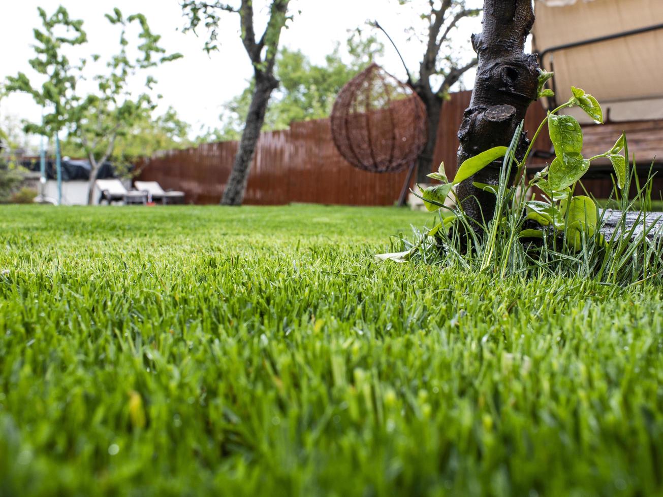 Green grass in the yard. A house and a garden. grass lawn photo