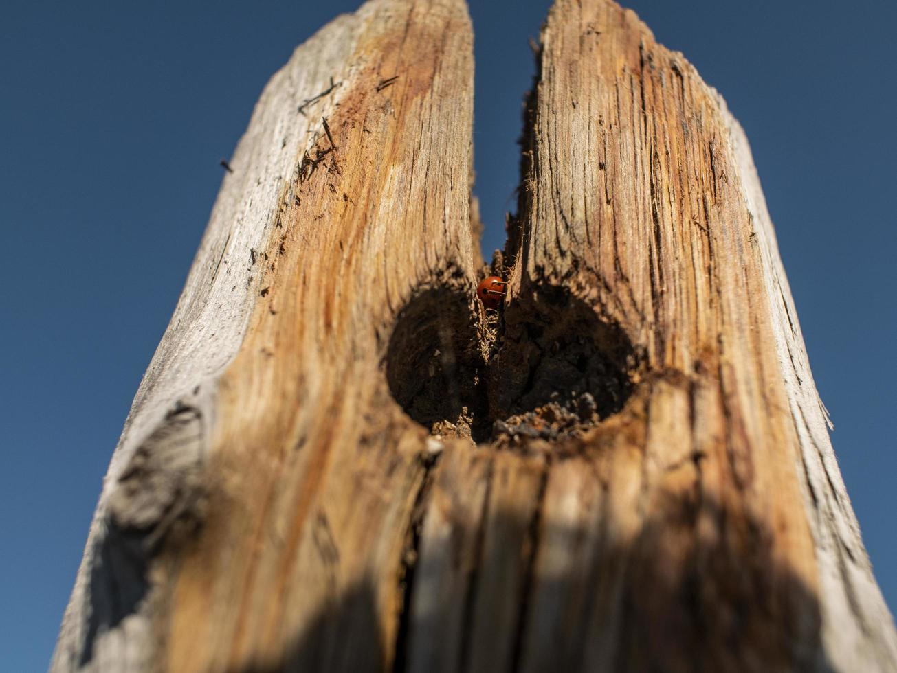 ladybug in a dry wooden tree trunk against the blue sky photo