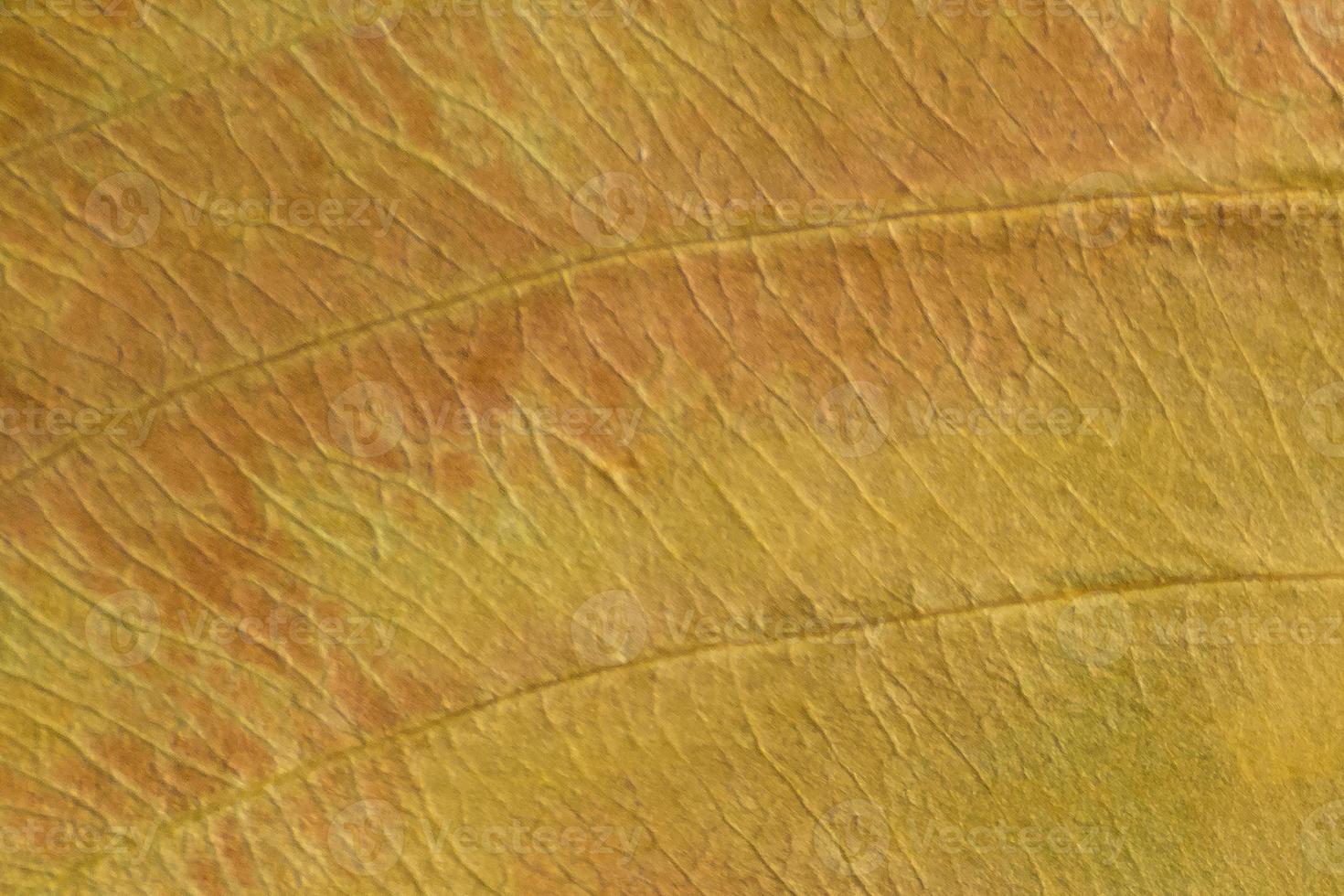 brown texture of a dry leaf photo