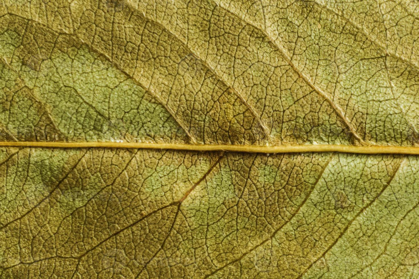 green texture of a dry leaf photo