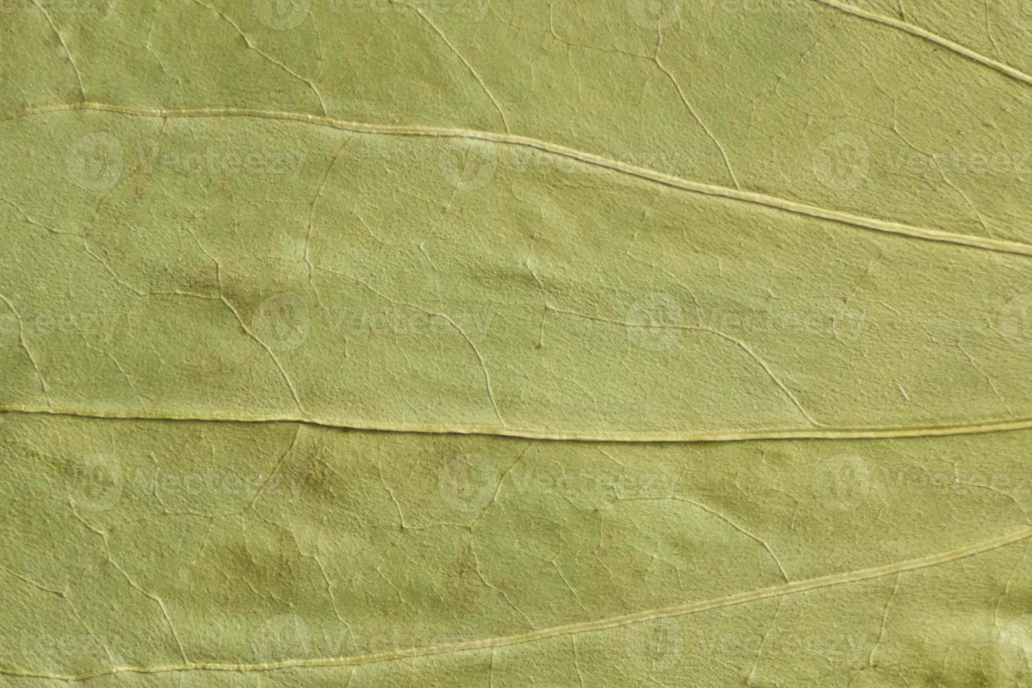 green texture of a dry leaf photo