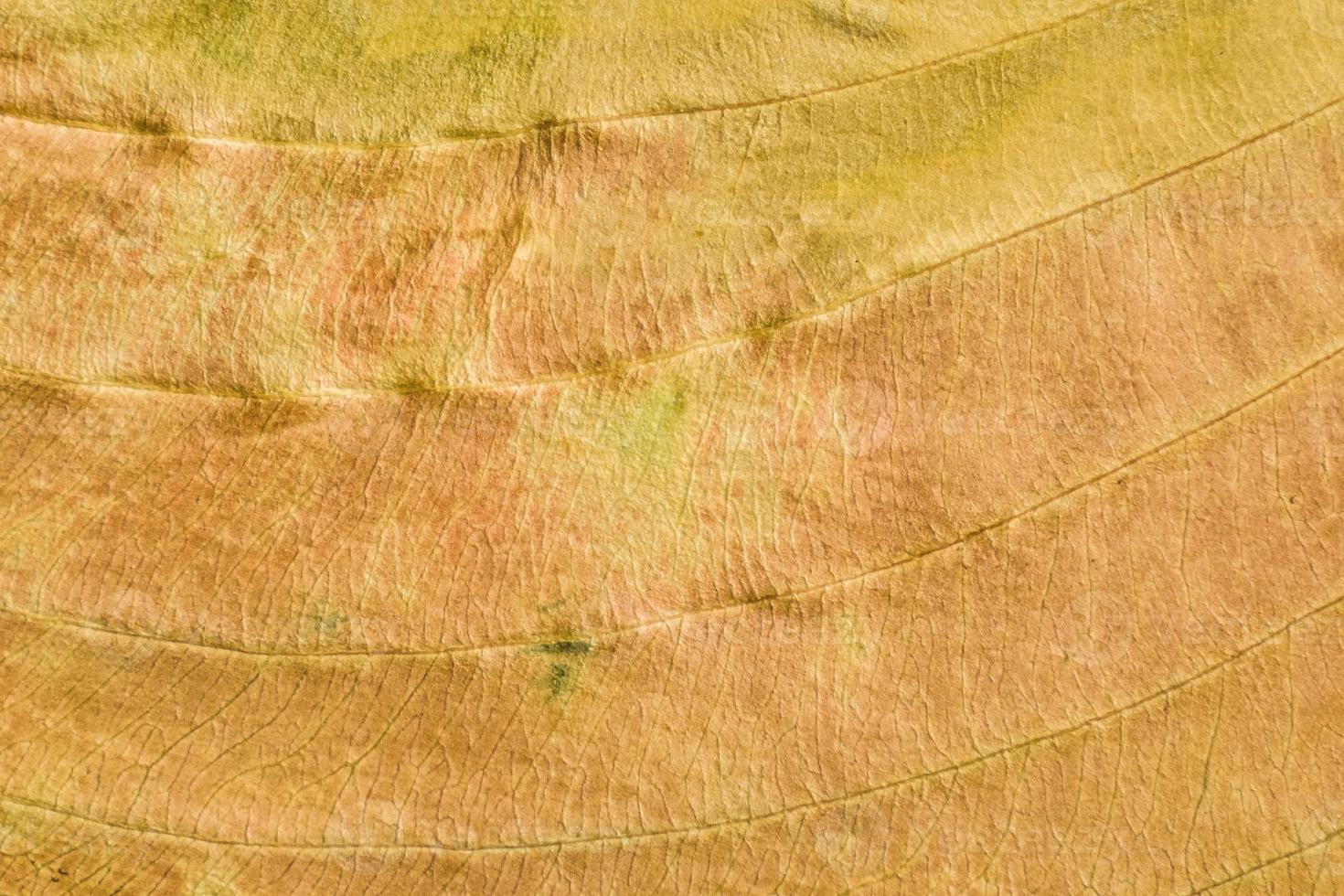 brown texture of a dry leaf photo