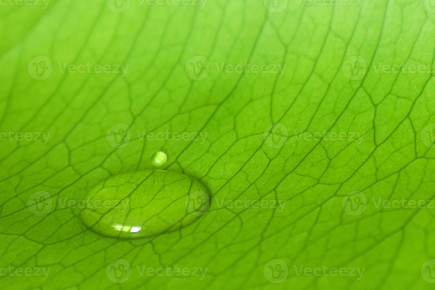 macro, a drop of dew on a fresh leaf photo