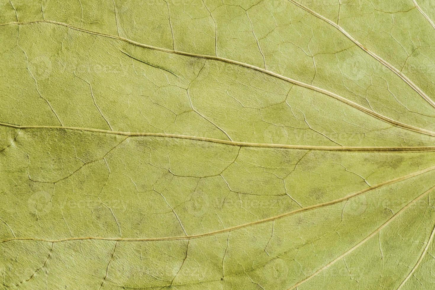 green texture of a dry leaf photo