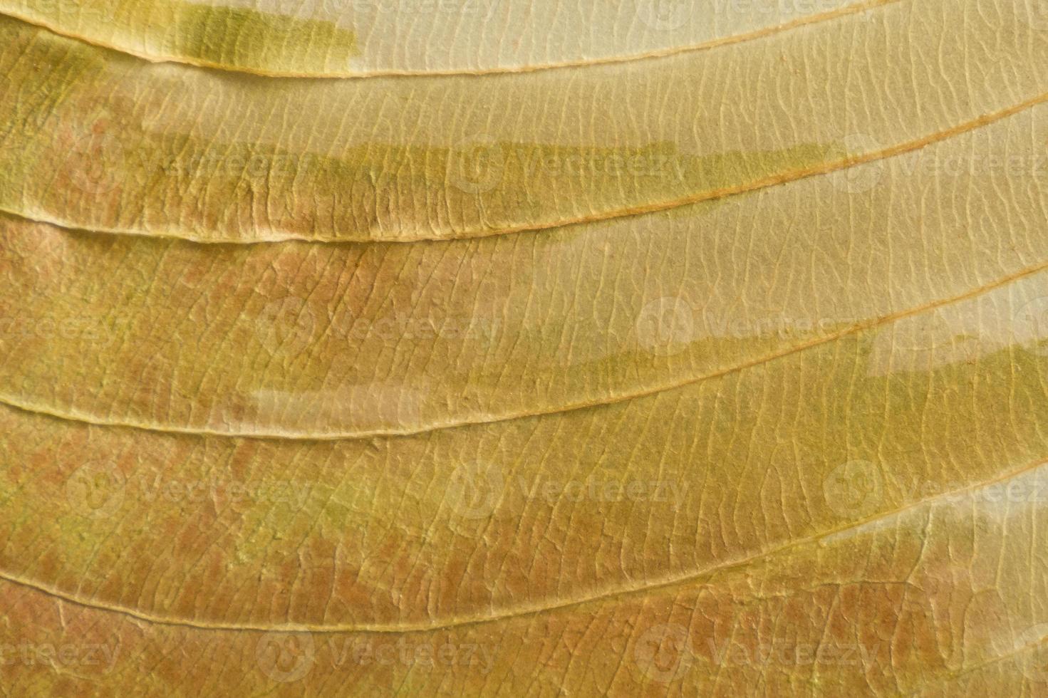 brown texture of a dry leaf photo