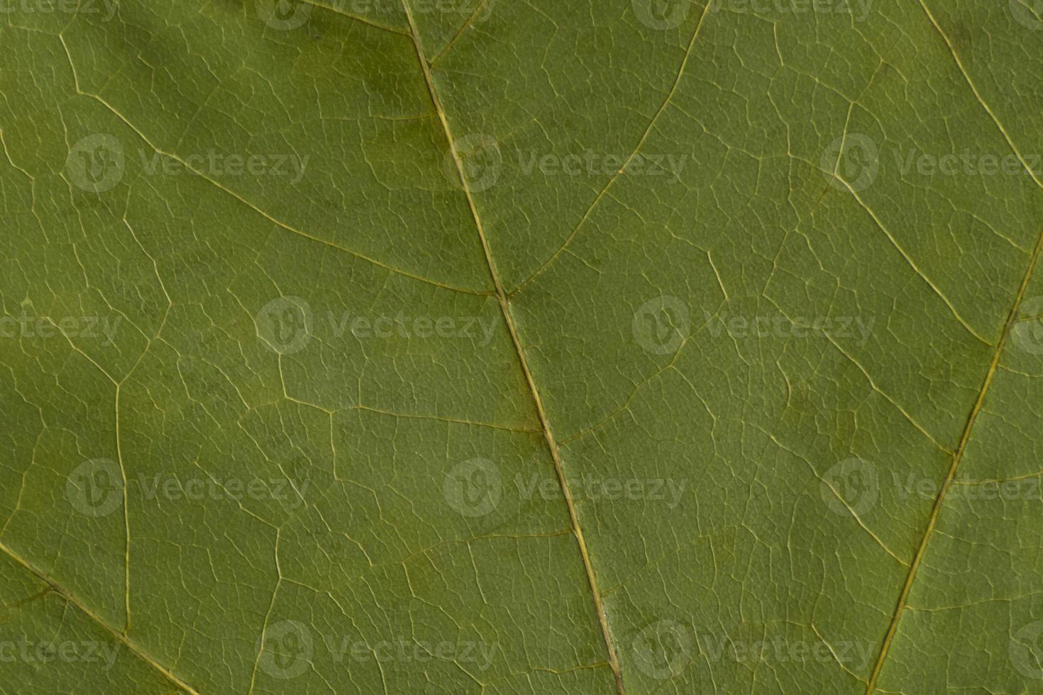 green texture of a dry leaf photo