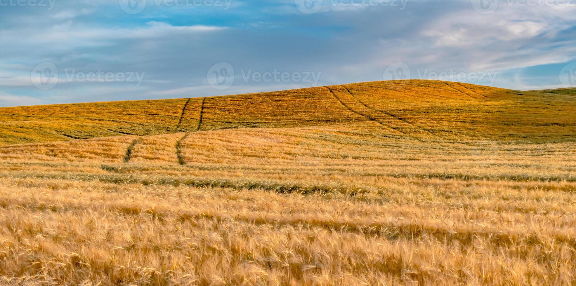 campos de cultivo de trigo mágico en palouse washington foto