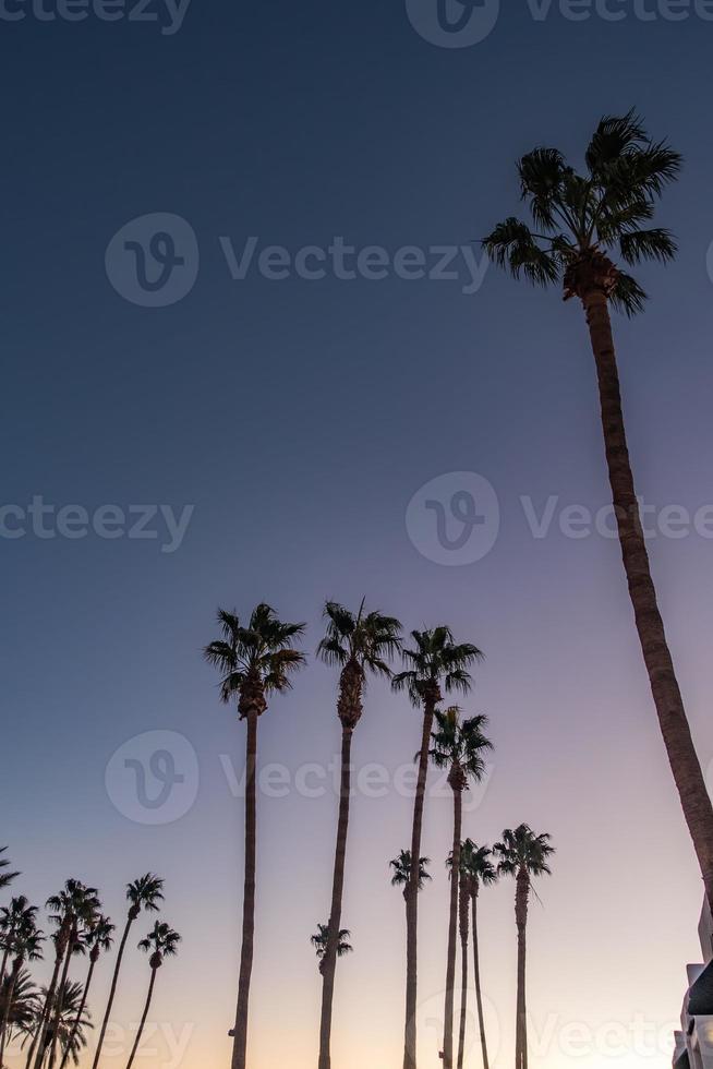 palmeras al atardecer en el bulevar de los ángeles foto