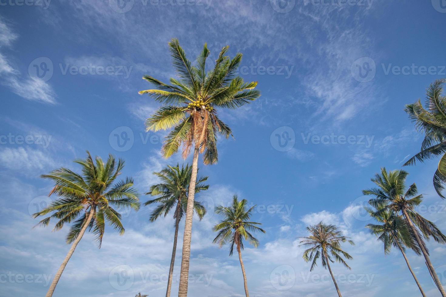 Coconut trees with blue sky photo