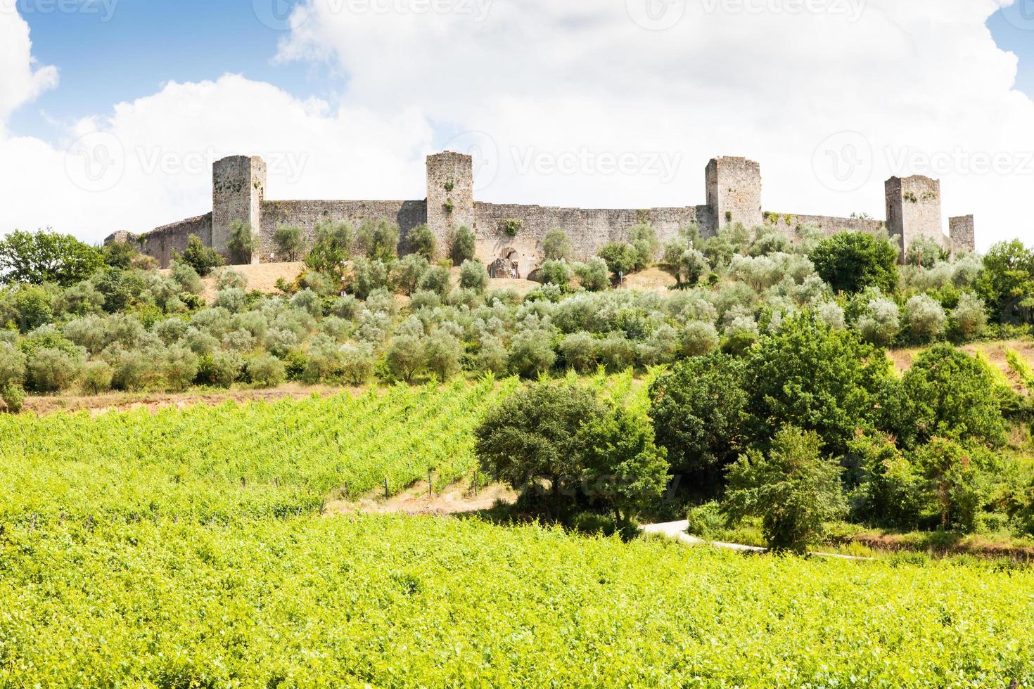 viñedo en toscana foto