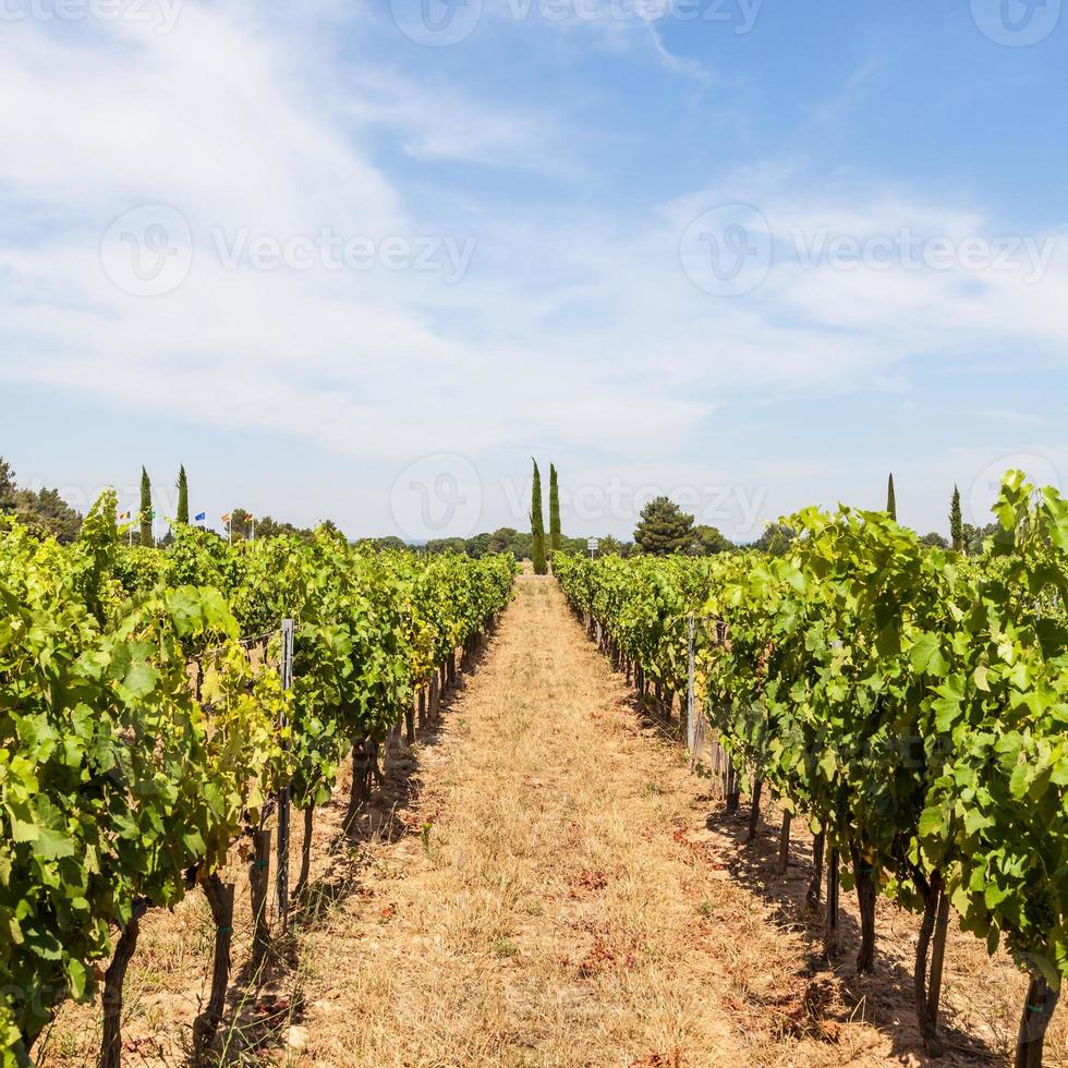 viñedo de provenza, francia foto