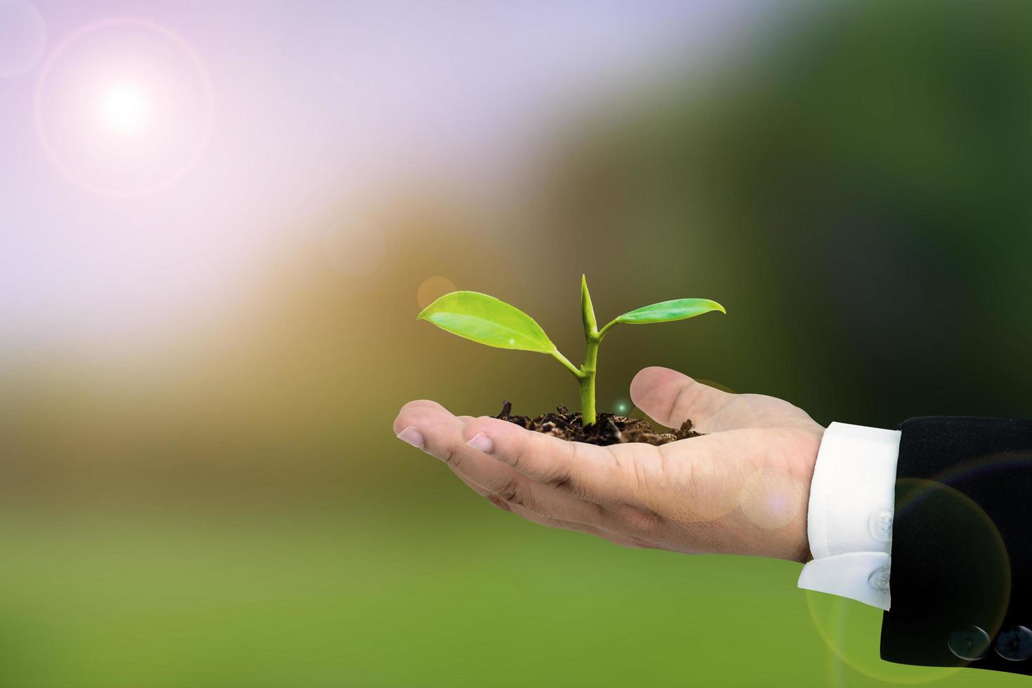 Businessman hands holding young plant photo