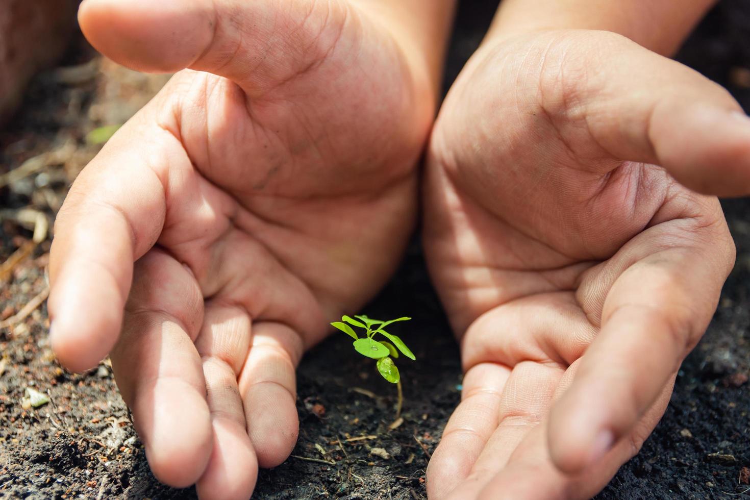 Las manos protegen el cultivo de plantas verdes en suelo fértil. foto