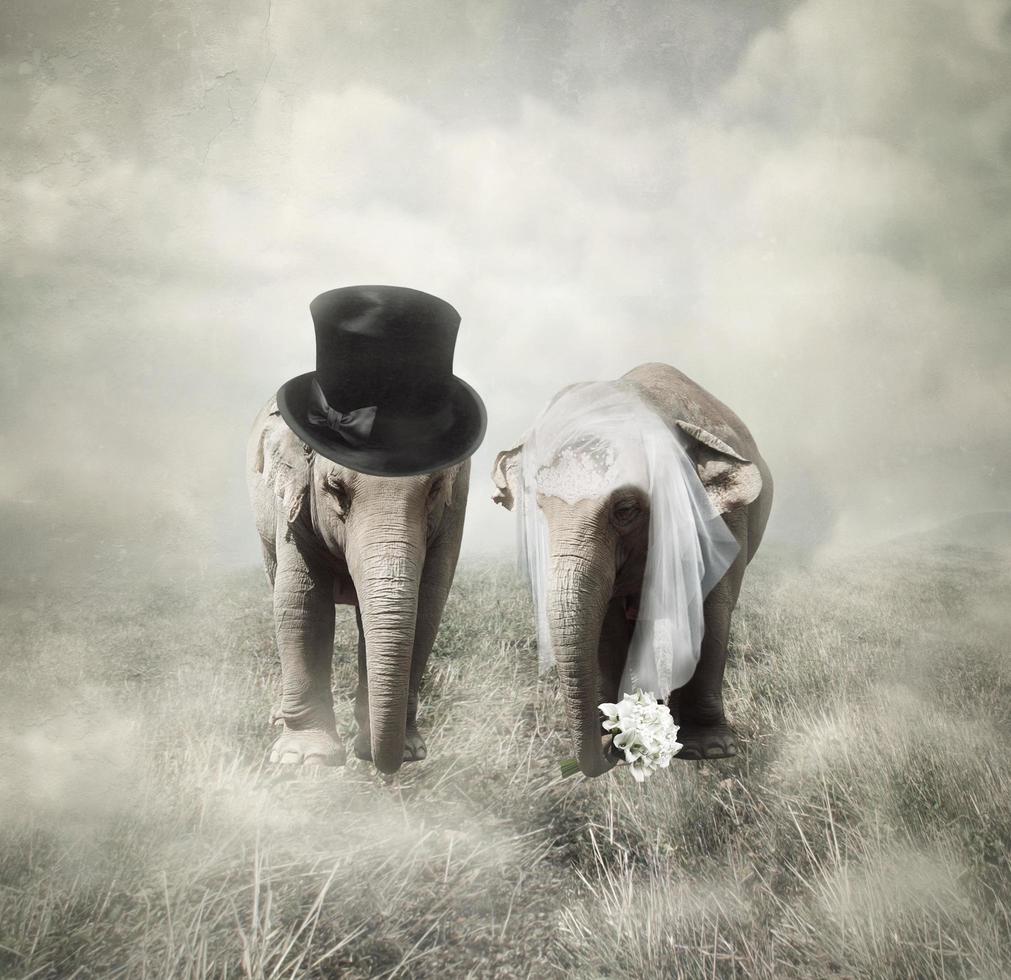 The Wedding of Elephants photo