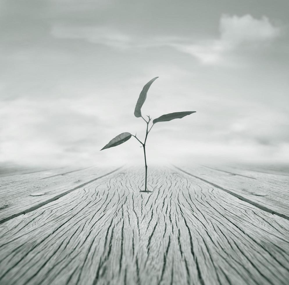 Anywhere it can Grow photo