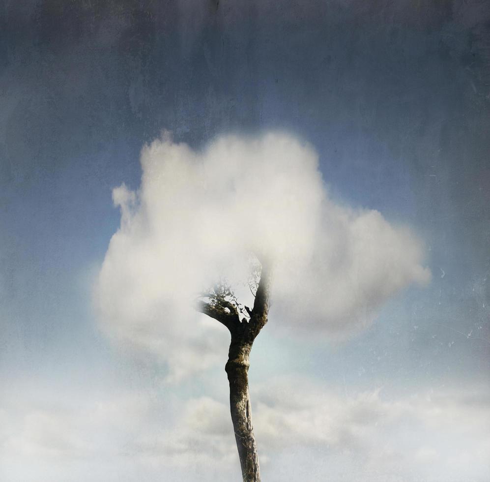 árbol en la nube foto