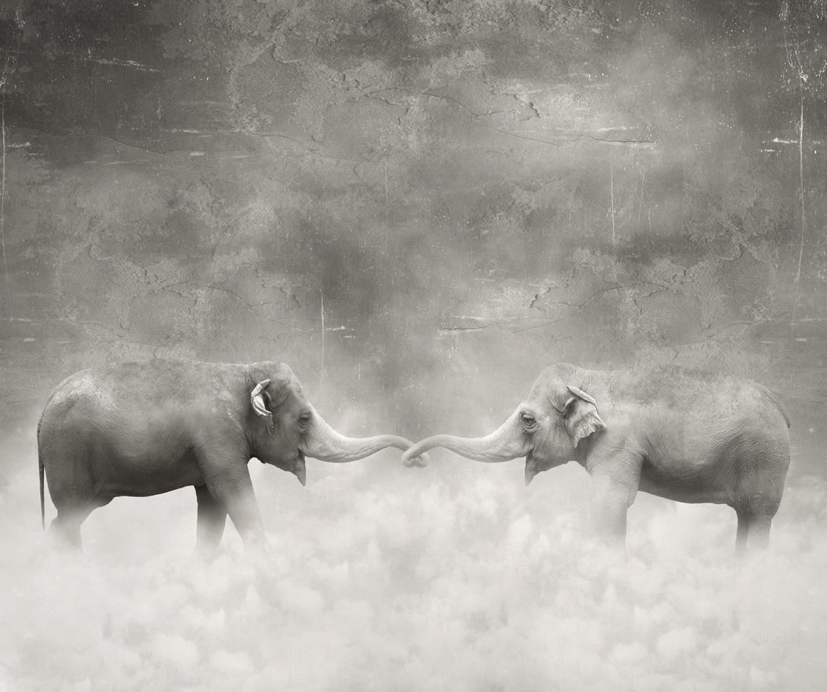 Elephants In love photo