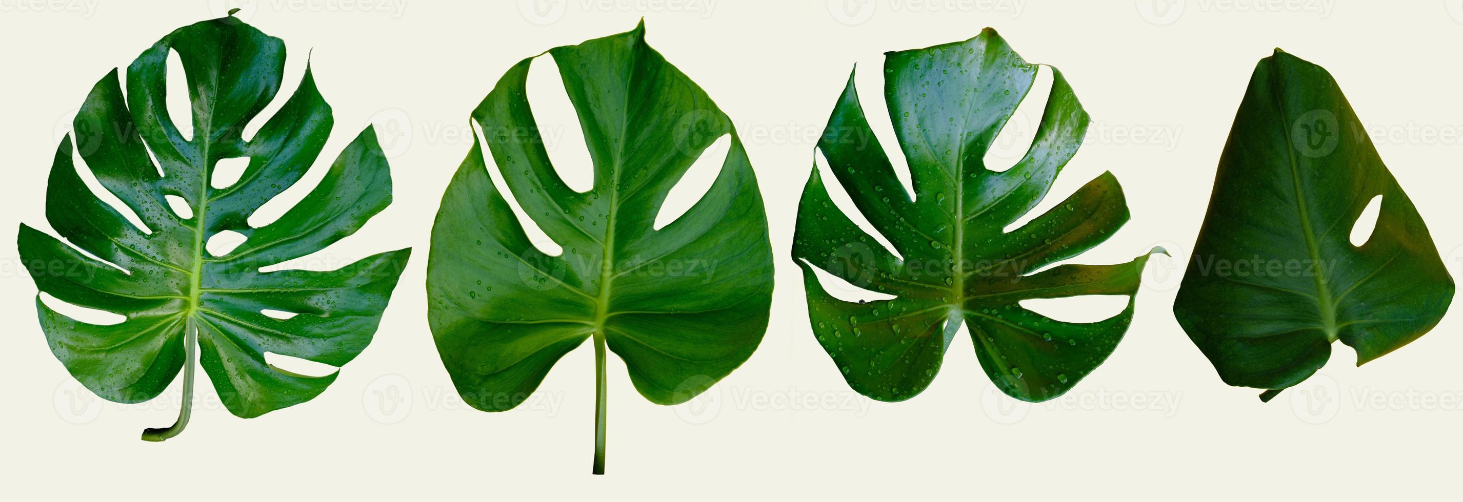 Monstera plant leaves isolated on grey background photo