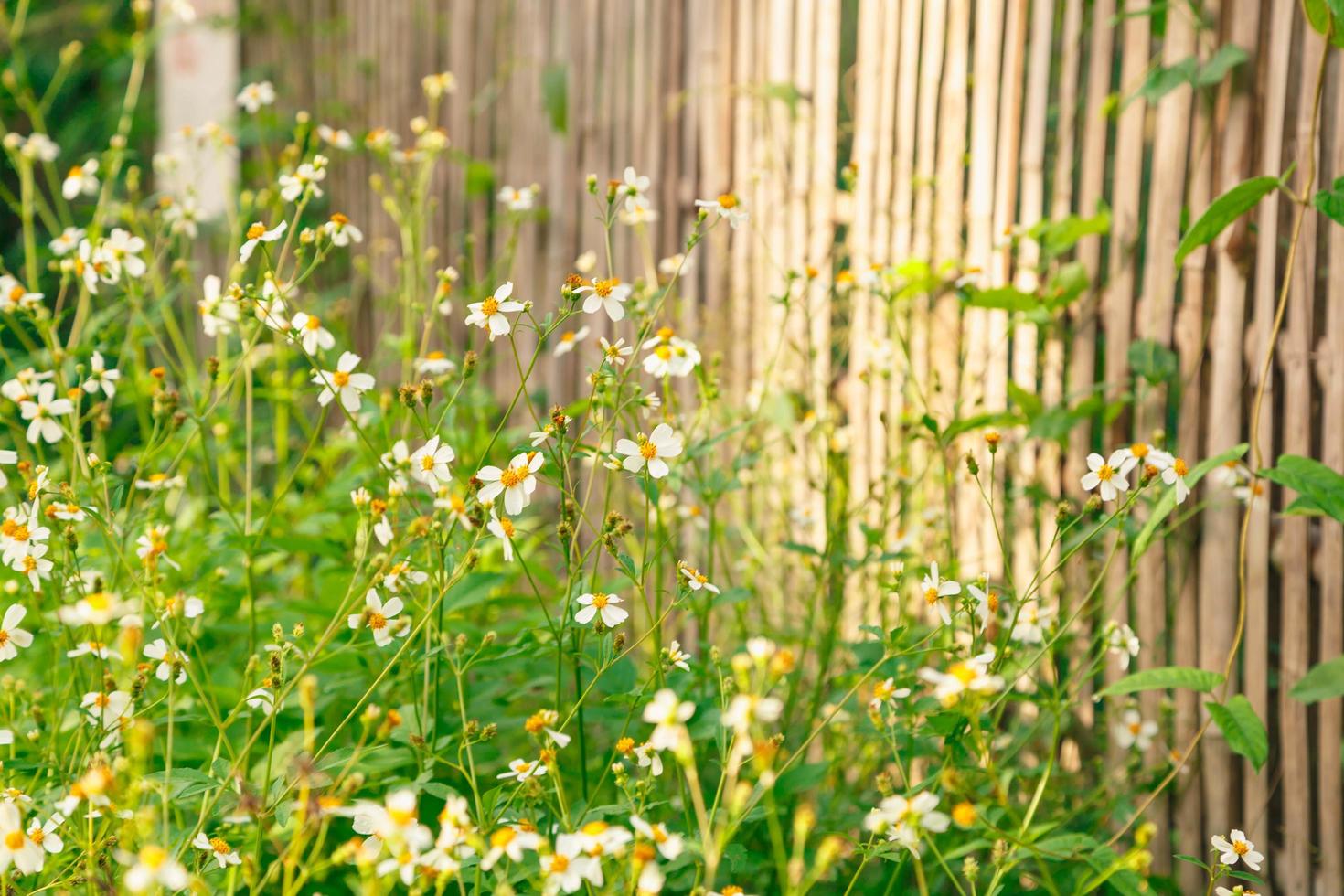 Flowers daisies in summer spring   Summer natural photo