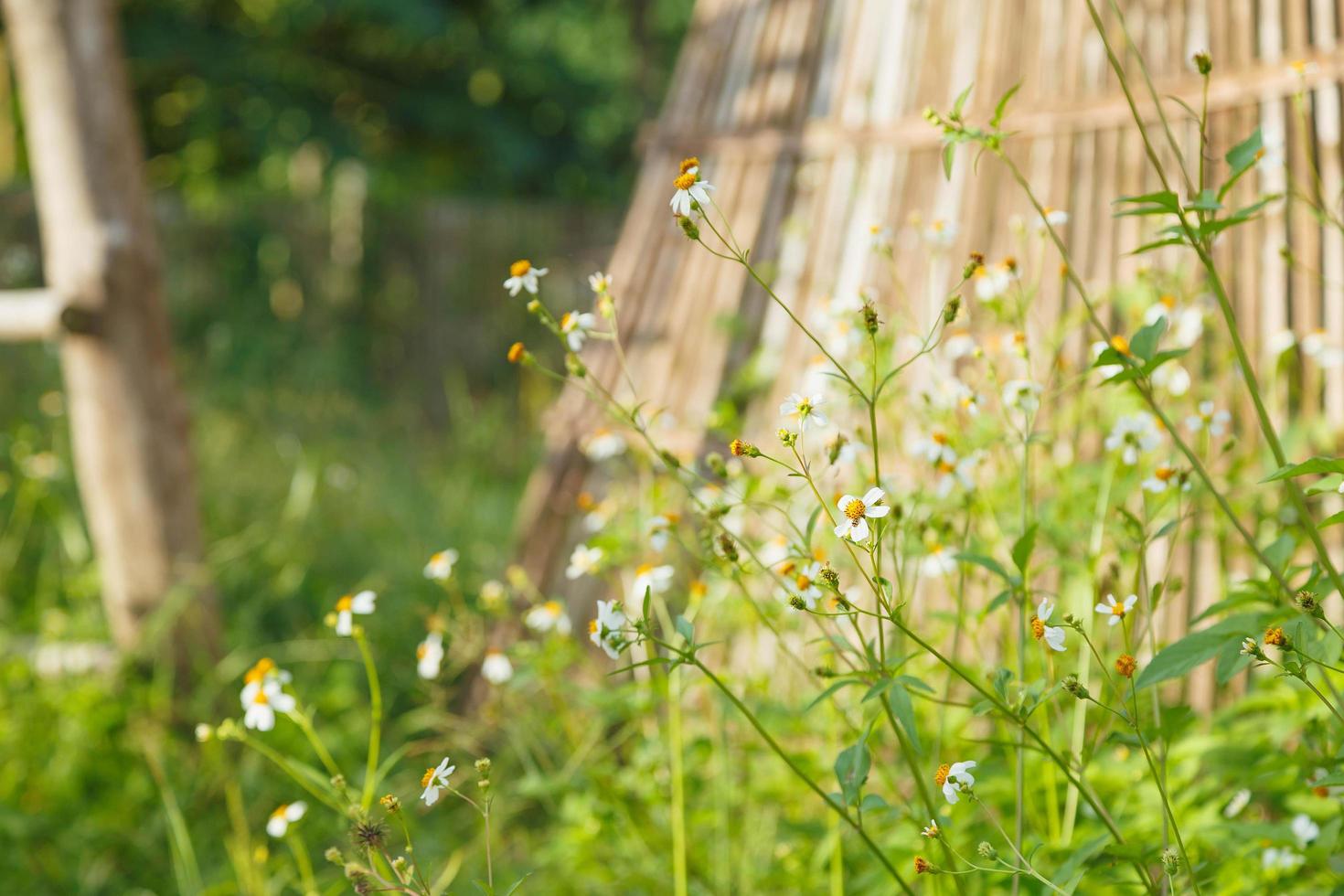 Flowers daisies in summer spring   Summer natural photo