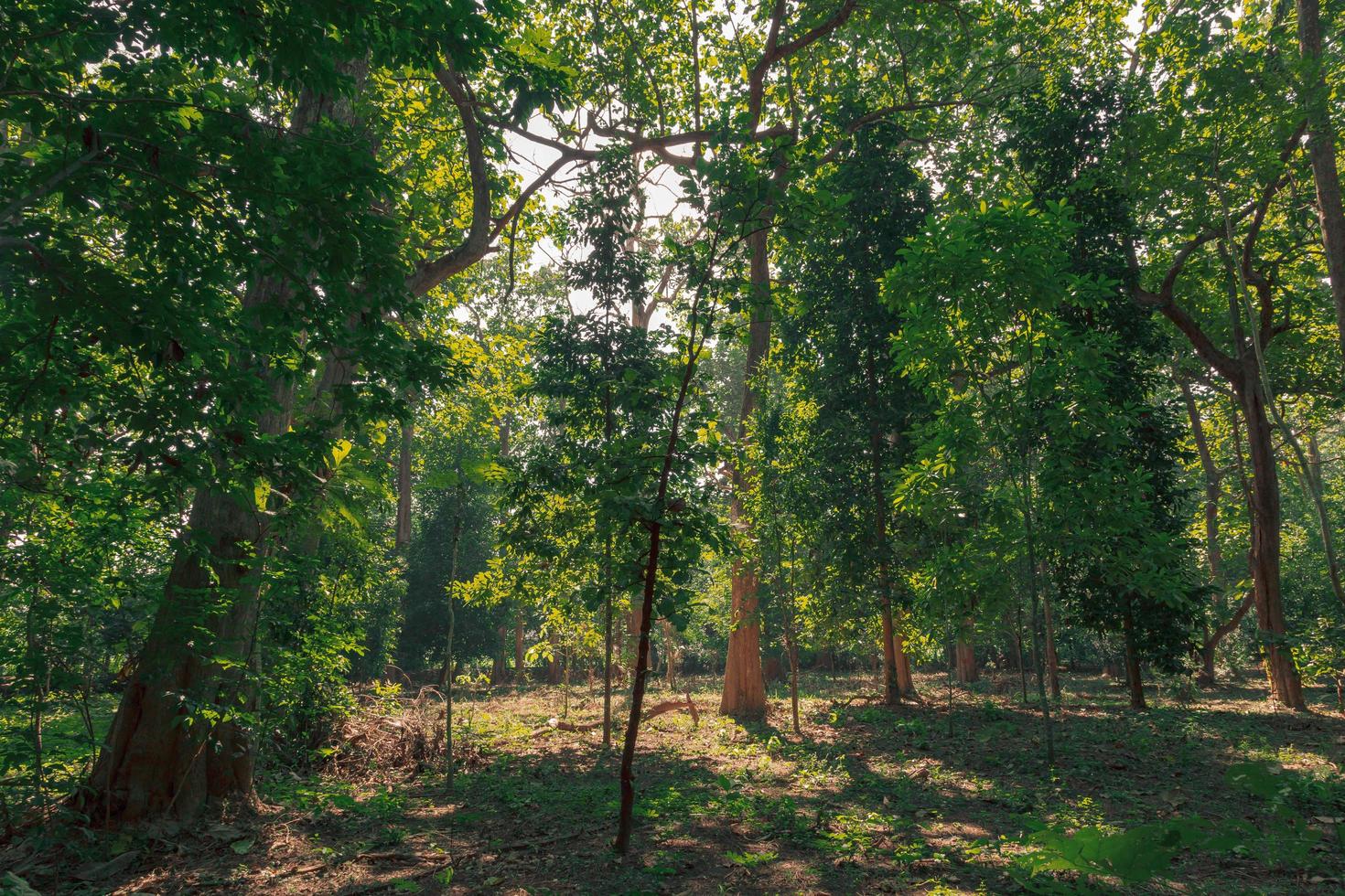 paisaje de bosque verde en primavera y musgo verde foto