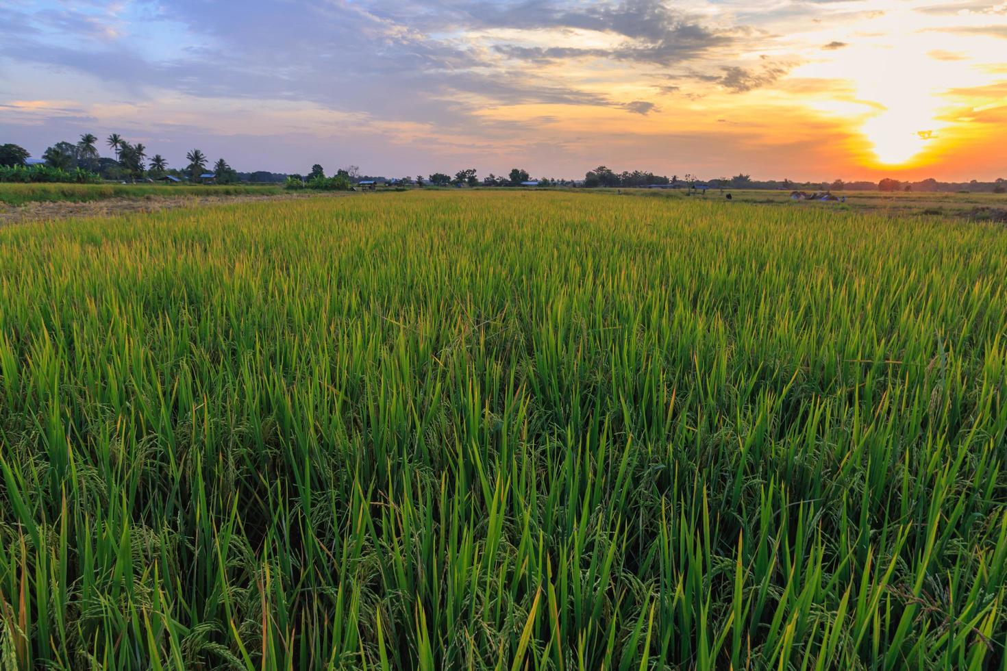 campos de arroz y vista del cielo al atardecer foto
