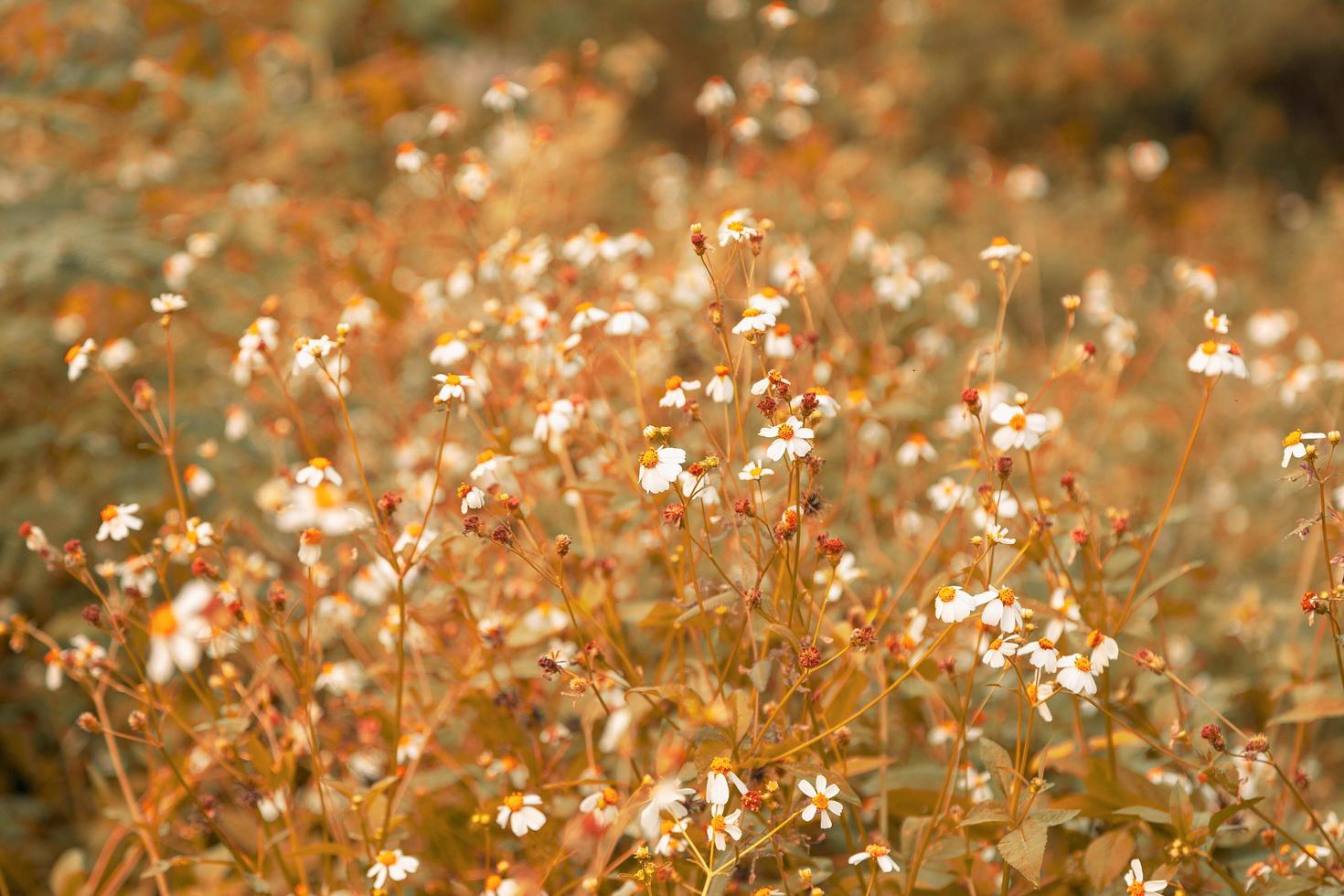 Vintage style summer flower background photo