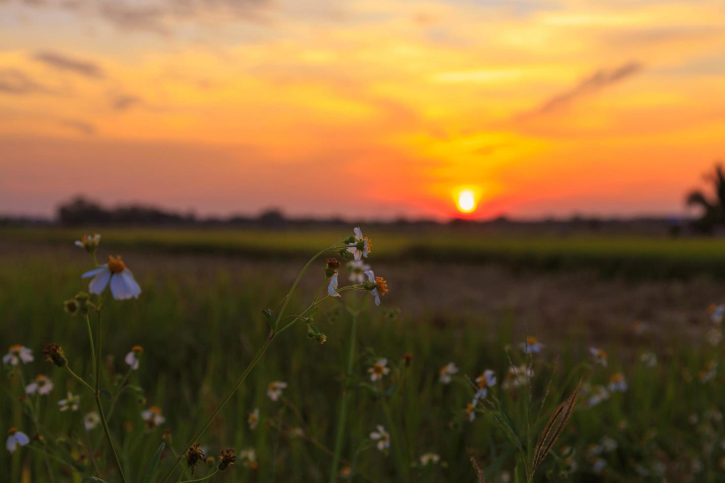 fondo de flores y puesta de sol foto