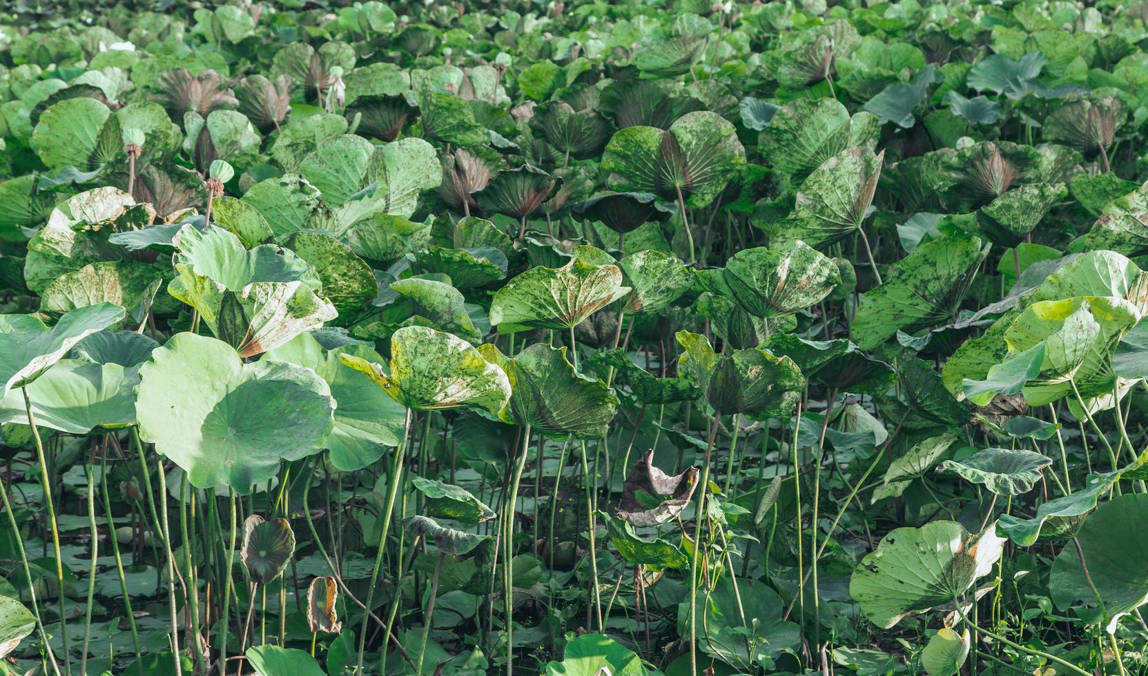 Lotus tree and lotus leaf background photo