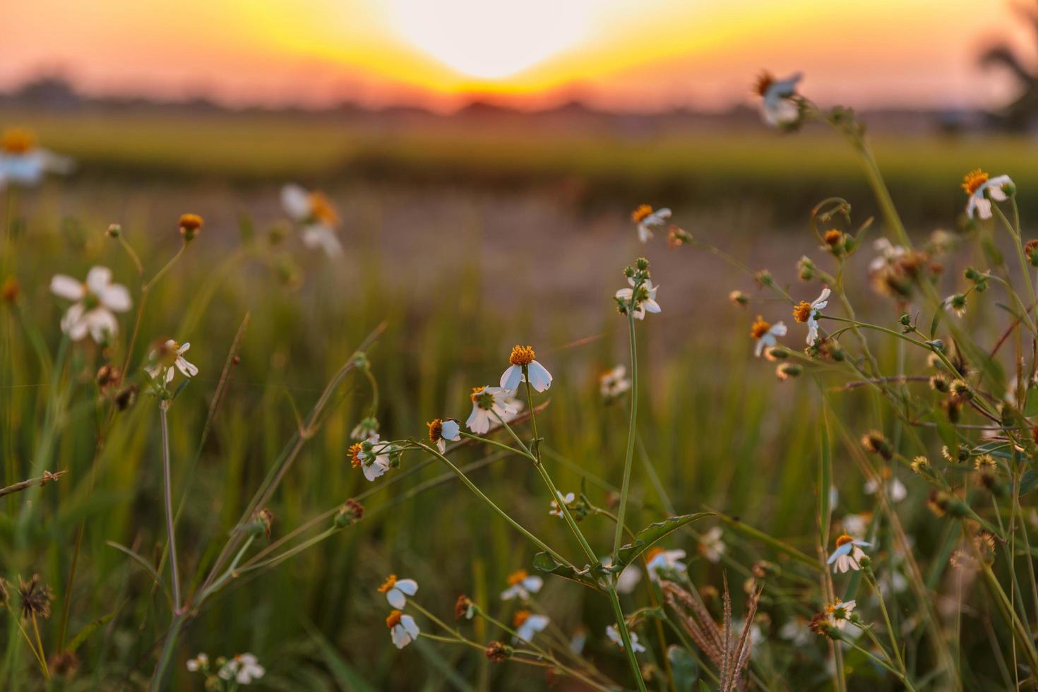 fondo de flores y puesta de sol foto