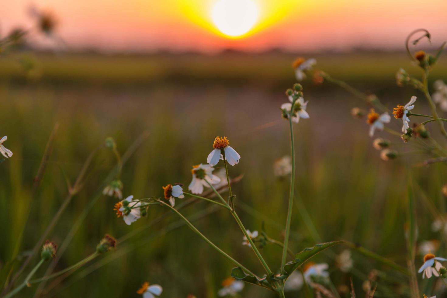 fondo de flores y puesta de sol foto