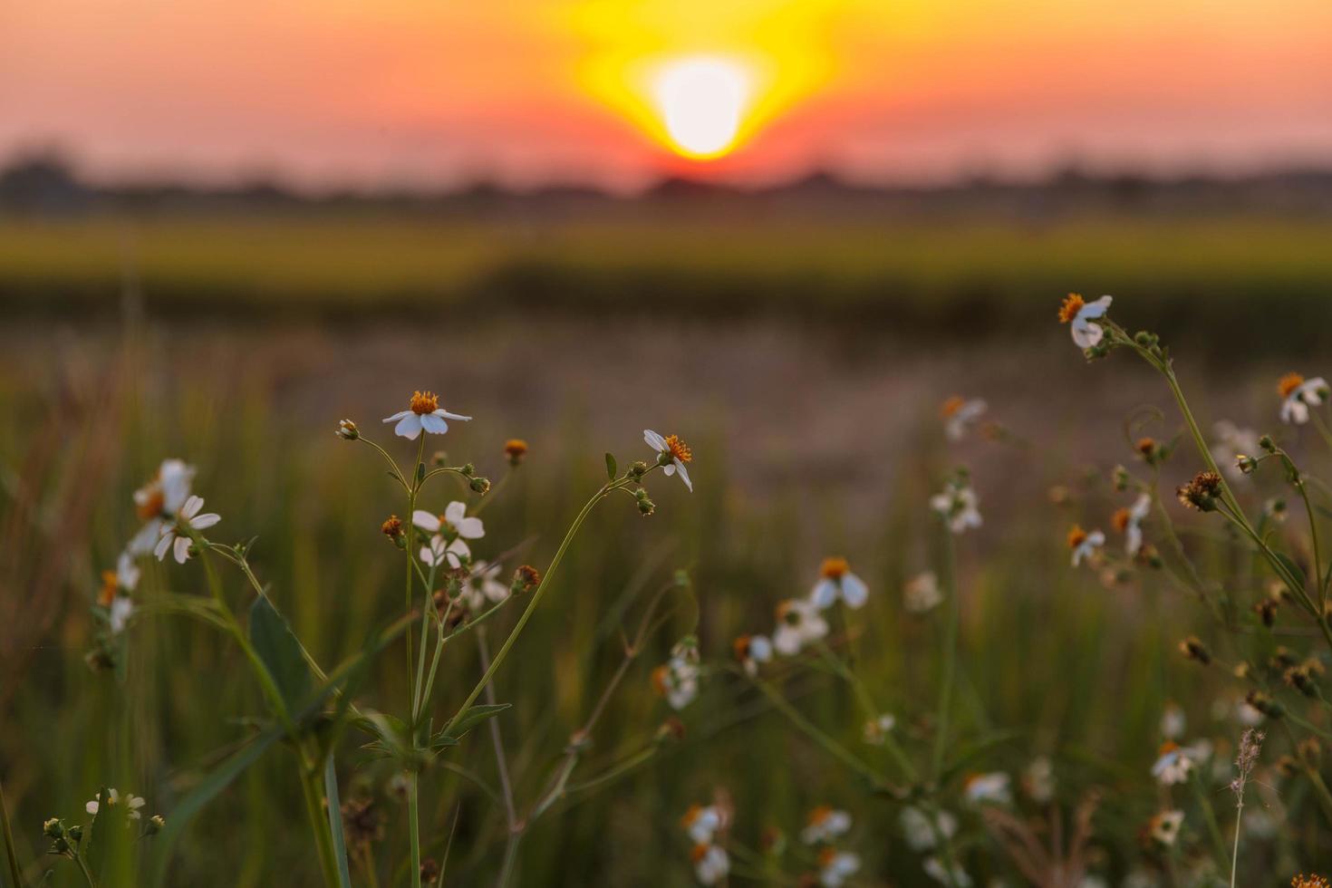 fondo de flores y puesta de sol foto