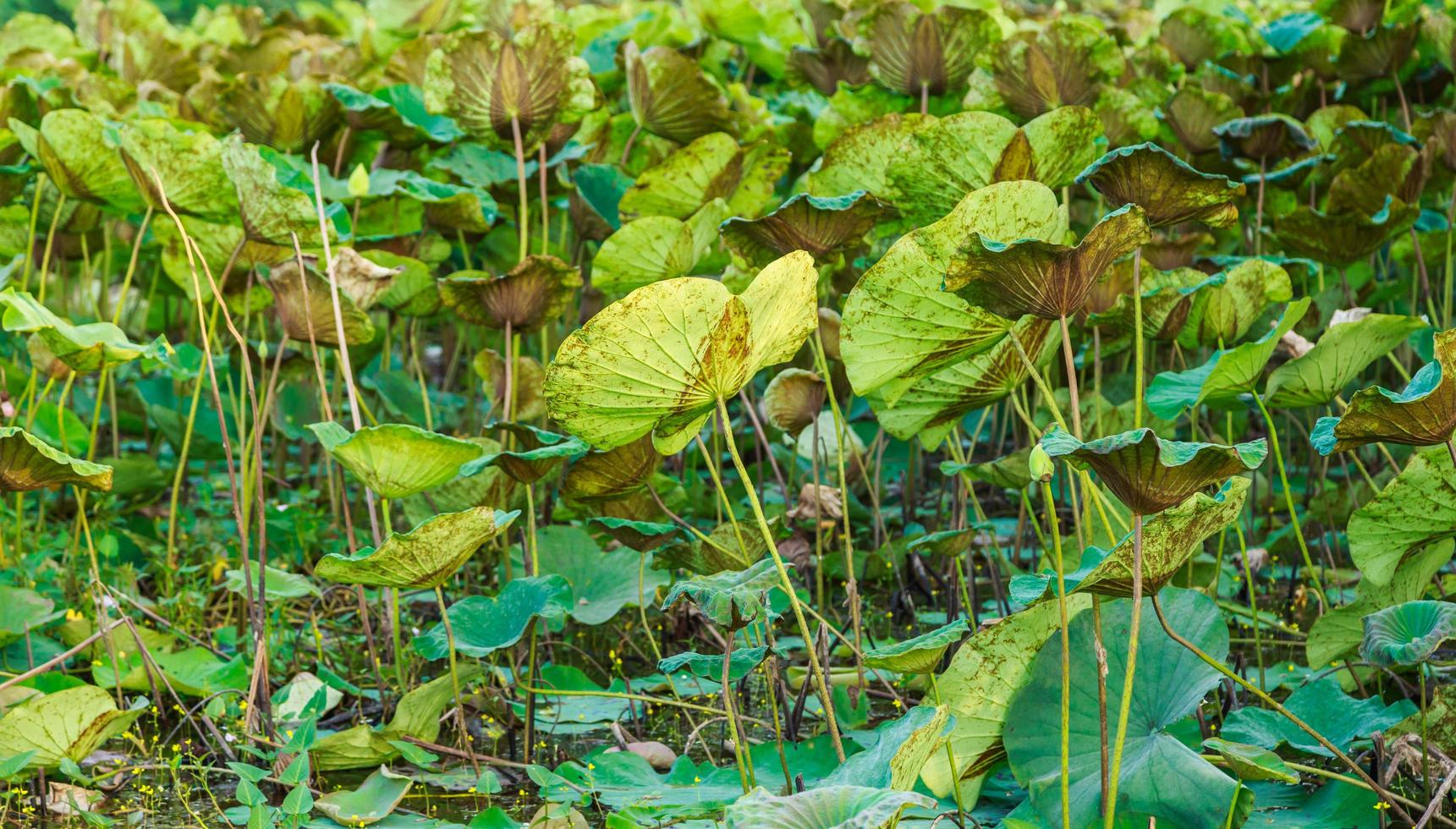 Lotus tree and lotus leaf background photo