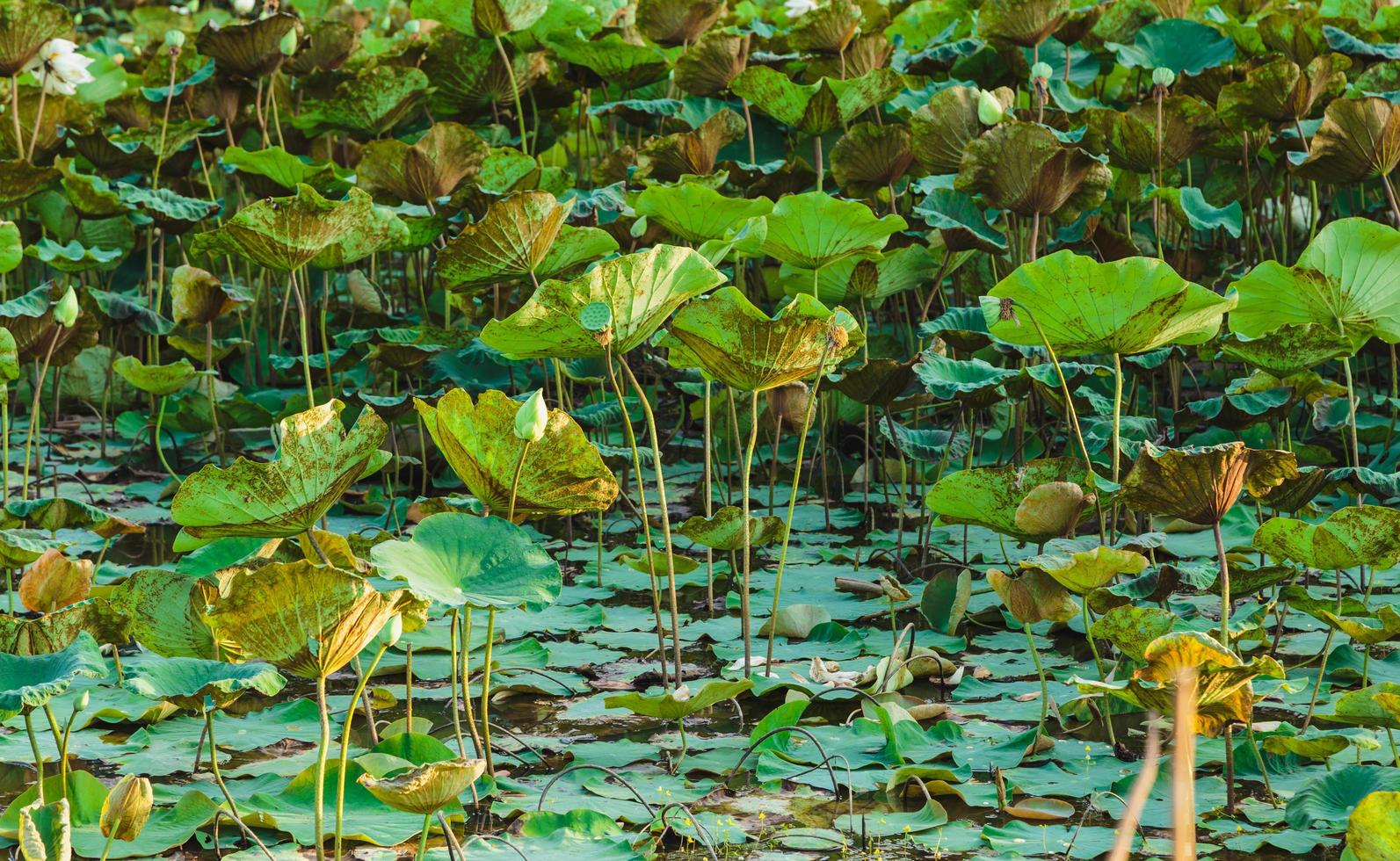 Lotus tree and lotus leaf background photo