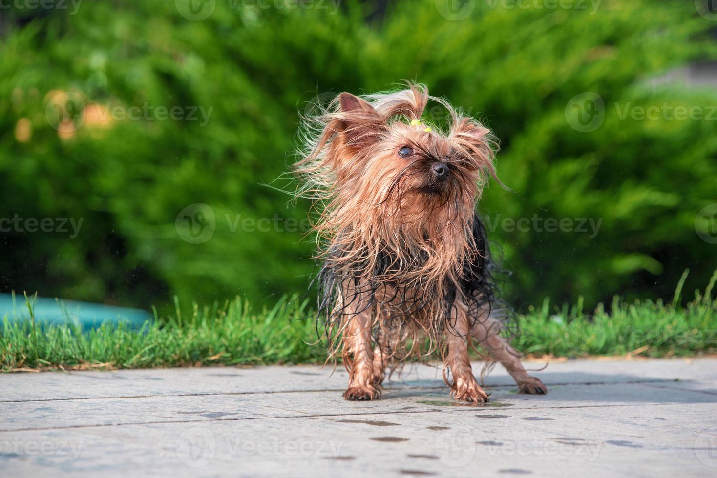 El calor húmedo yorkshire terrier se sacude en el parque foto
