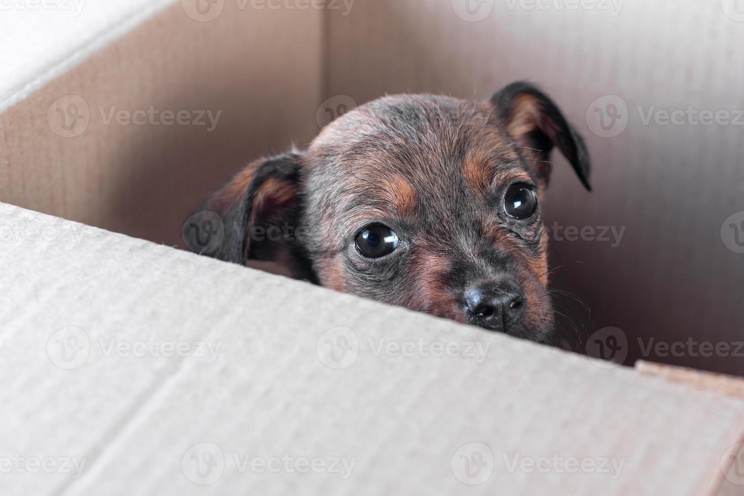 sad mongrel puppy foundling in a cardboard box photo