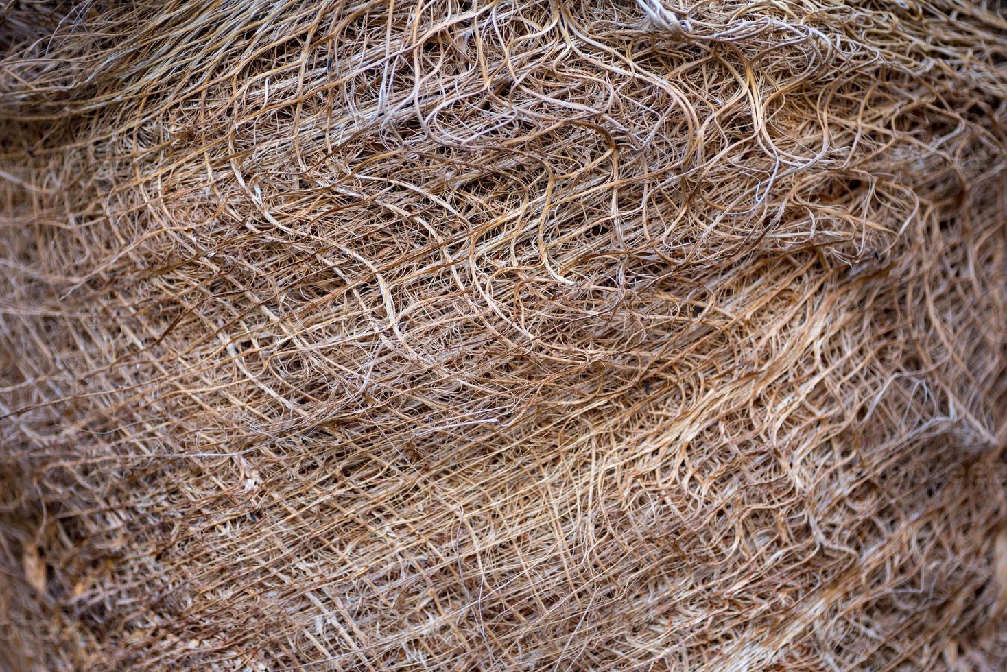 pattern of structural fibrous palm trunk photo