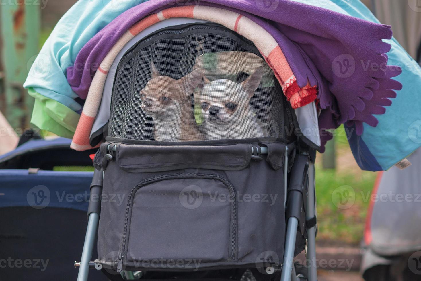 two chihuahua dogs in a stroller with a net under fleece blankets photo