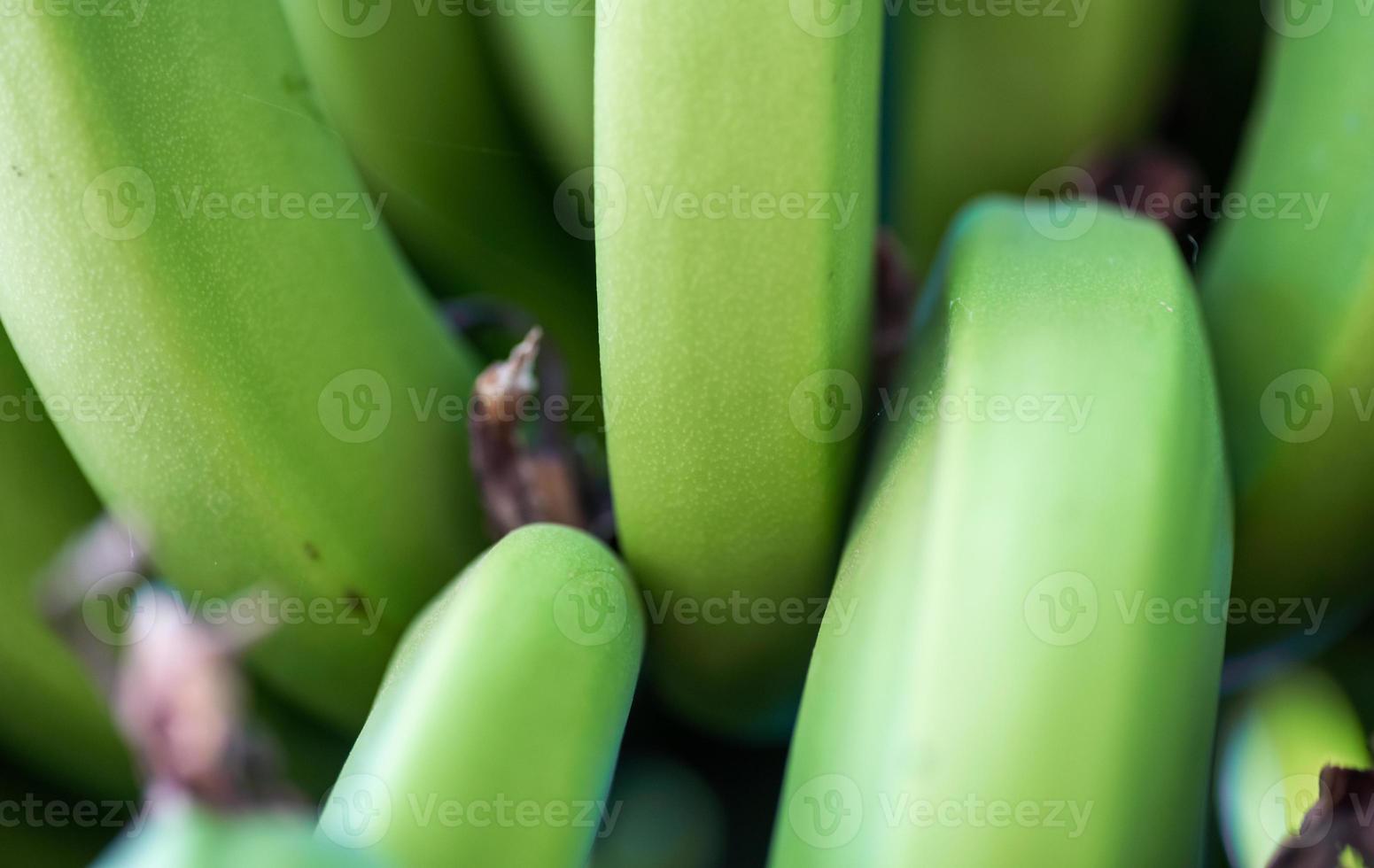 Patrón de plátanos naturales frescos de cerca foto