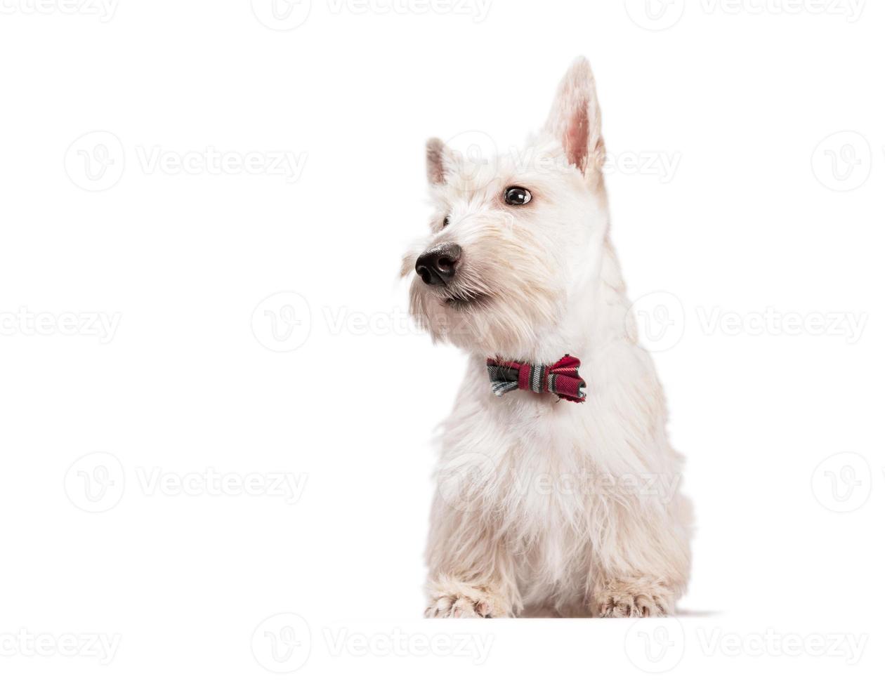 Cachorro terrier escocés blanco sobre un fondo claro foto