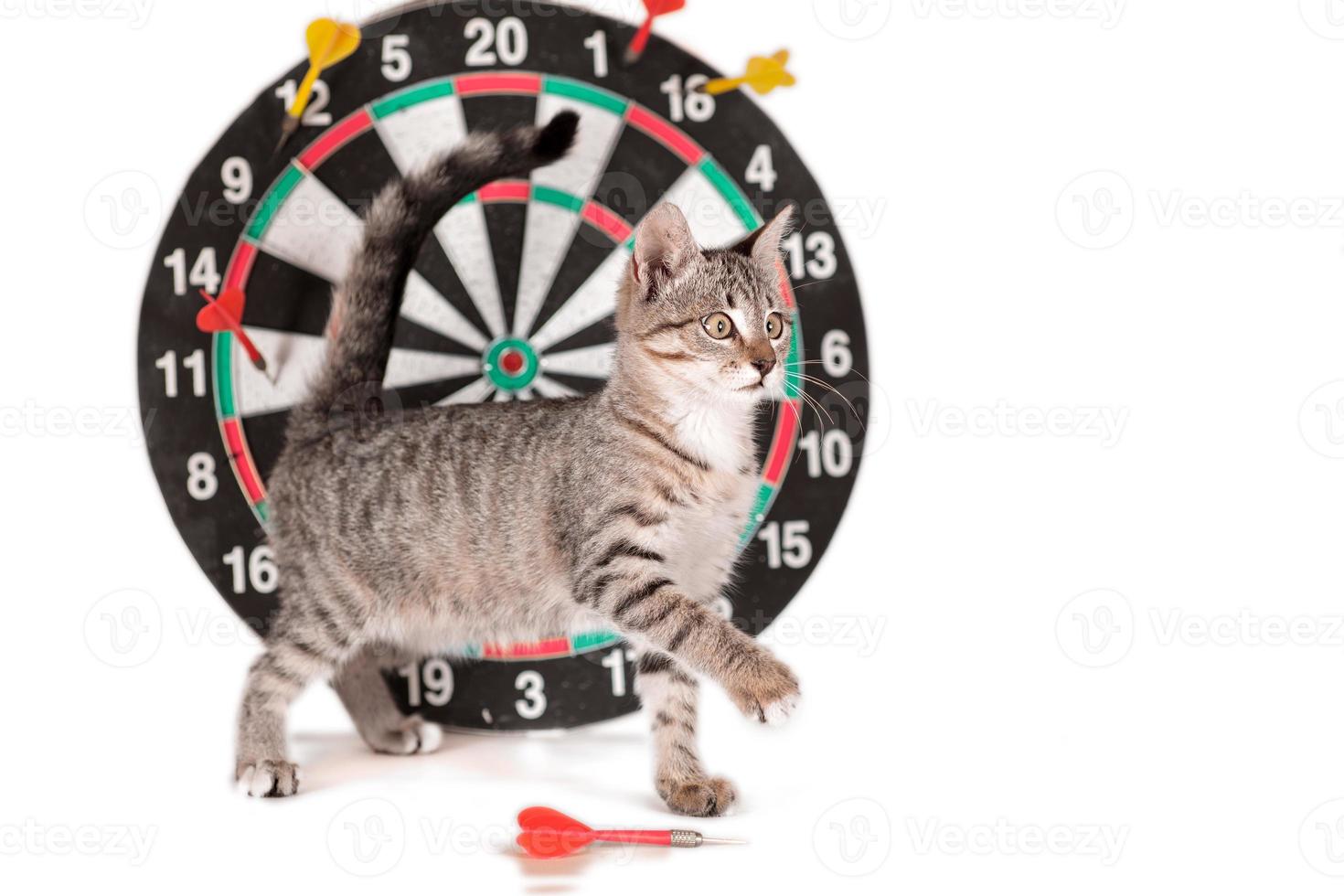 cross-eyed tabby kitten next to darts photo