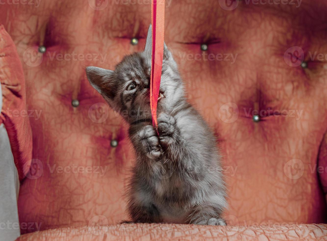 gray kitten on a red sofa plays with a ribbon photo