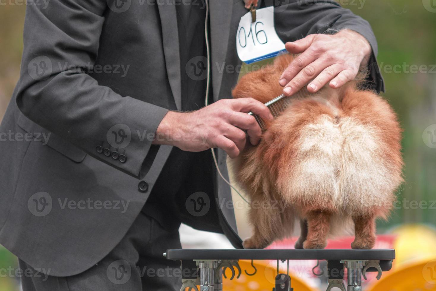 elderly man in a gray suit combing a Pomeranian on a grooming table photo