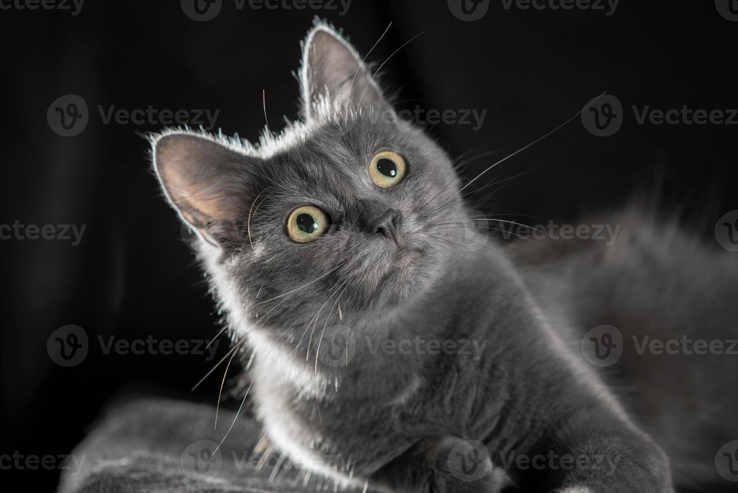 adult blue cat on a black background photo