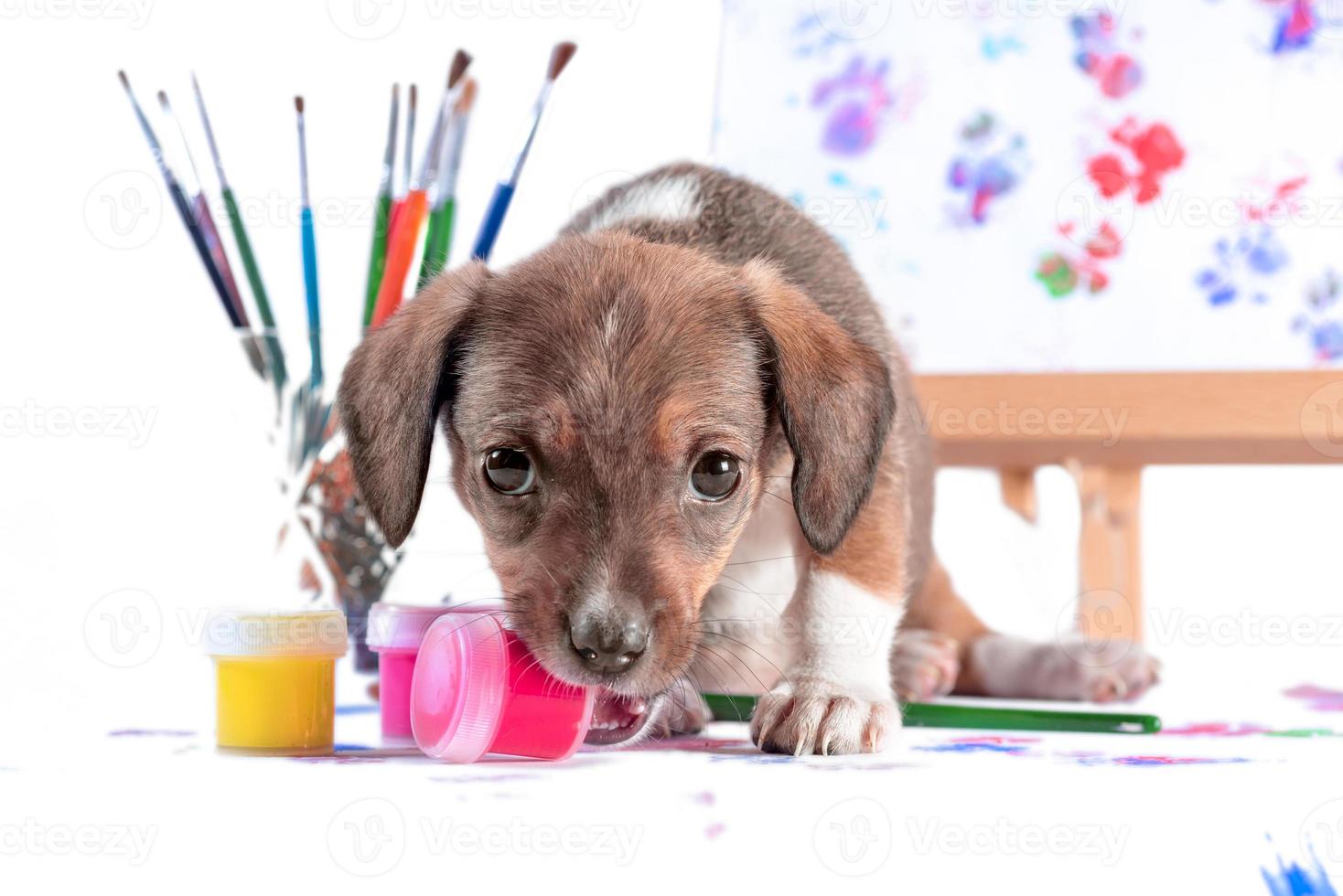 Cachorro mestizo roe un frasco de pintura foto