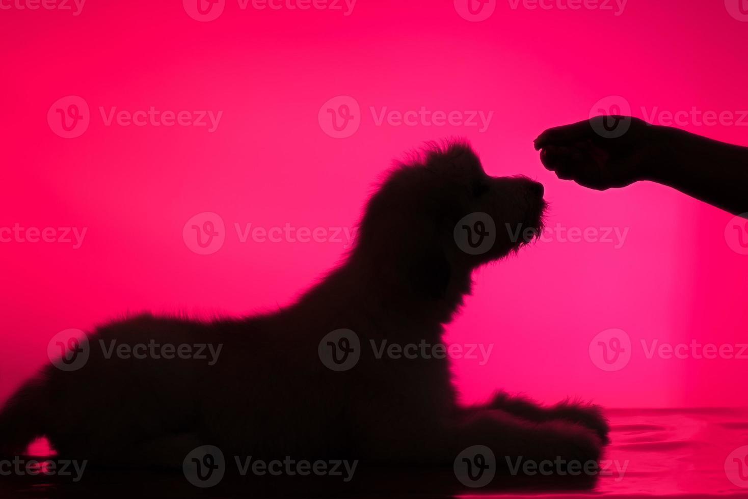 silhouette of a shaggy dog and a human hand on a red background photo