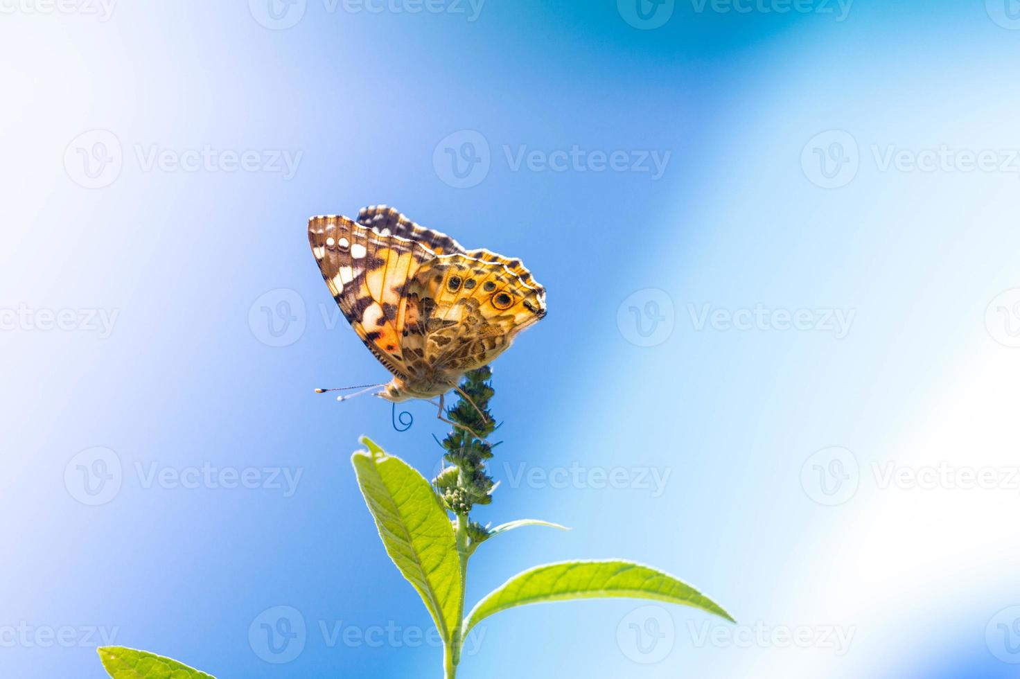 Butterfly Vanessa Cardui or Cynthia cardui in the garden photo